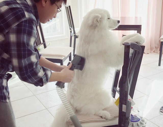 Chó Samoyed - Những thông tin cần biết, giá bán và cách nuôi - 13