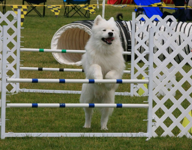 Chó Samoyed - Những thông tin cần biết, giá bán và cách nuôi - 11