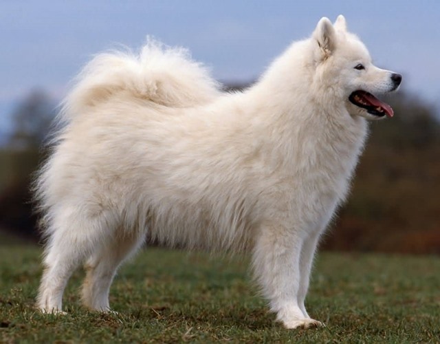 Chó Samoyed - Những thông tin cần biết, giá bán và cách nuôi - 14