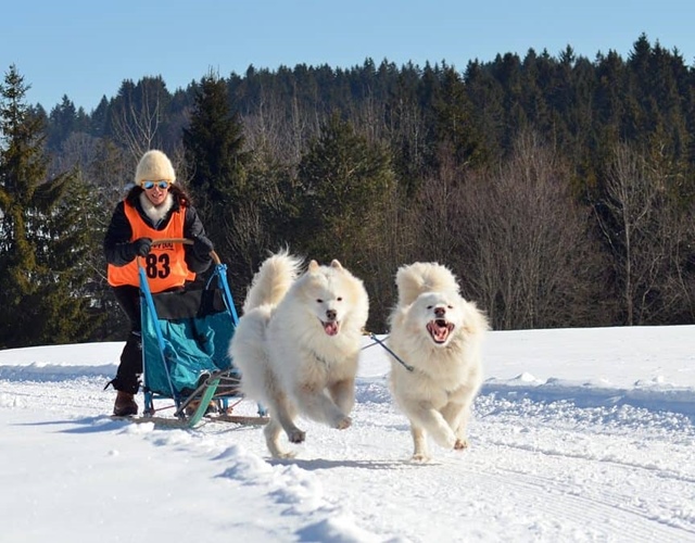Chó Samoyed - Những thông tin cần biết, giá bán và cách nuôi - 2