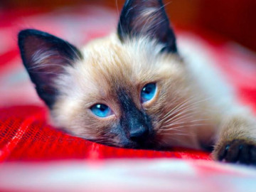 14 sự thật thú vị về mèo Xiêm có thể bạn chưa biết