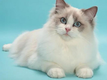 Mèo Ragdoll - 10 sự thật đáng yêu về giống mèo mắt xanh