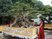 Tin tức - Hé lộ chân dung vợ đại gia Toàn "đô la", người giấu chồng mang 5 tỷ đi mua "siêu cây"