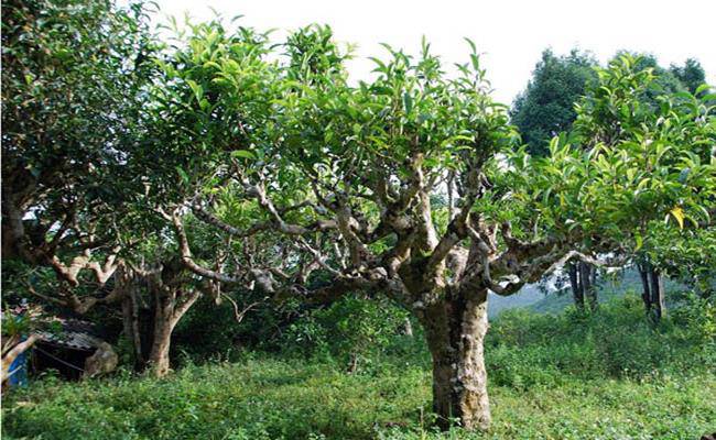 Việt Nam có 3 loại trà đắt bậc nhất, trong đó có loại ướp bằng amp;#34;quốc hoaamp;#34; - 5