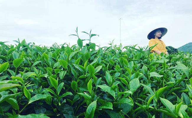 Việt Nam có 3 loại trà đắt bậc nhất, trong đó có loại ướp bằng amp;#34;quốc hoaamp;#34; - 9