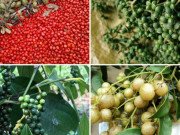 Xem ăn chơi - Tứ đỉnh gia vị đặc sản Tây Bắc thơm "nức nở", nhiều loại tiền triệu chưa chắc đã mua được