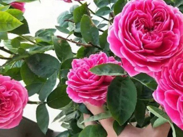 Mua hồng trồng sẵn về, nếu muốn cây tiếp tục cho hoa thì không nên bỏ qua các bước này