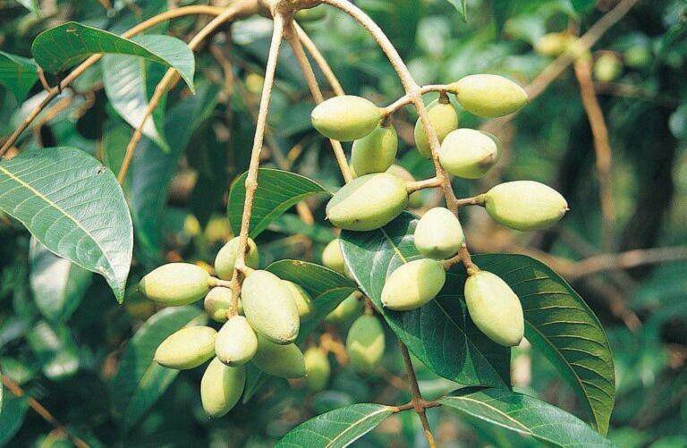 4 loại đặc sản ngon amp;#34;nuốt lưỡiamp;#34; khiến dân miền Tây trông đứng trông ngồi mùa nước nổi - 6
