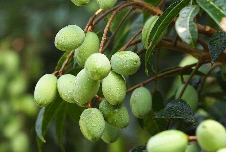4 loại đặc sản ngon amp;#34;nuốt lưỡiamp;#34; khiến dân miền Tây trông đứng trông ngồi mùa nước nổi - 7