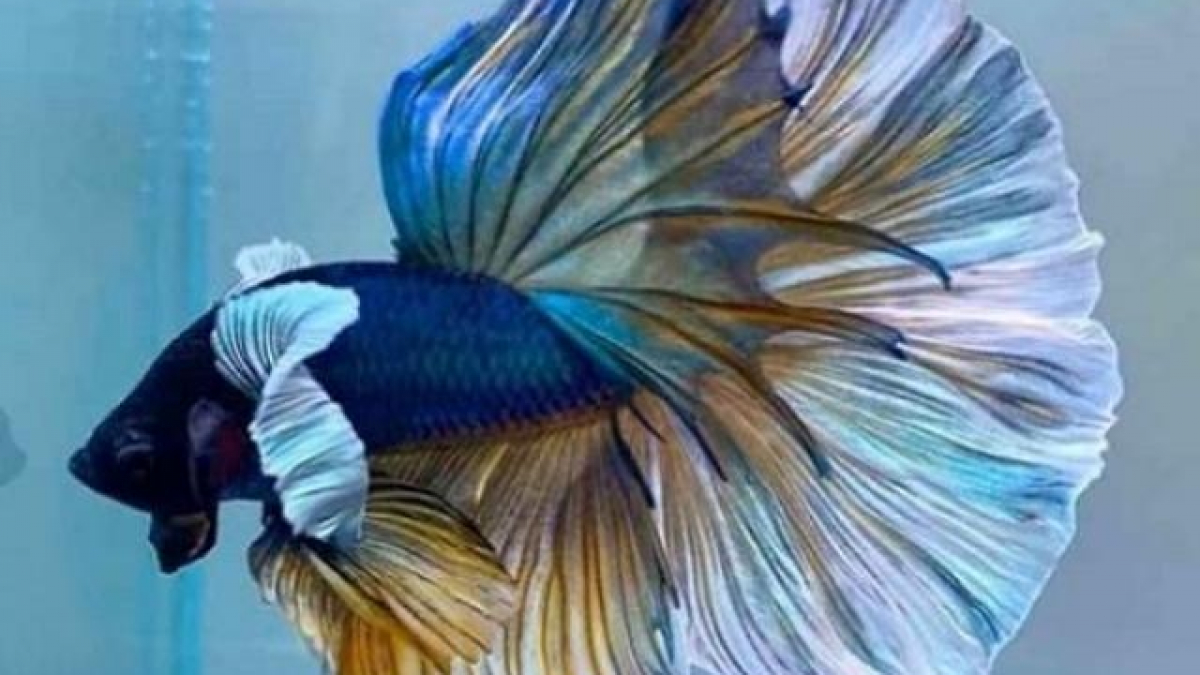 Cá Betta Plakat - Loài cá chọi sinh ra để chiến đấu