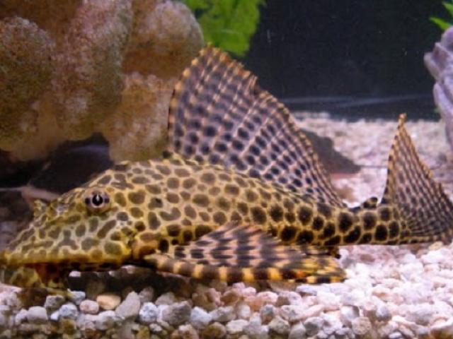 Cá lau kiếng có ăn được không và tại sao không nên nuôi loại cá này?