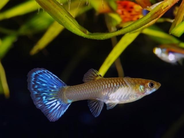 15 sự thật thú vị về cá bảy màu bạn cần biết khi muốn nuôi làm cảnh