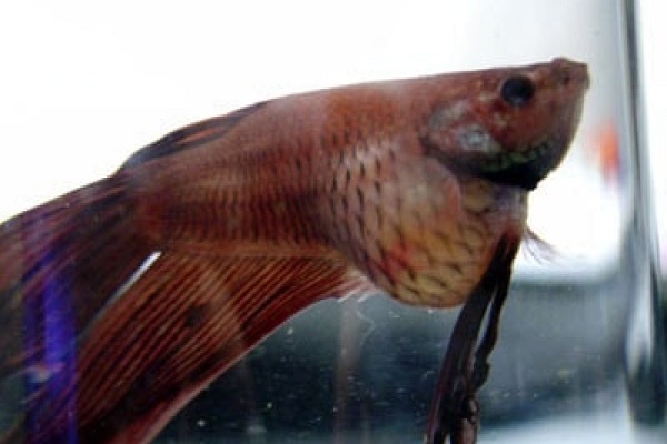 Cá Betta có nguồn gốc từ đâu và cách nuôi, cho ăn để cá Xiêm đẹp - 18