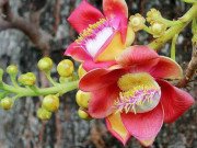 Nhà đẹp - Ai ngờ trồng 6 loại cây này có thể hóa giải phong thủy xấu ở ban công nhà bạn