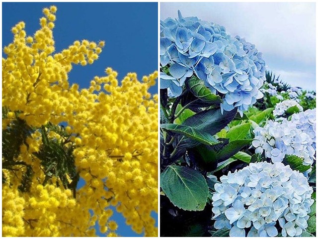 5 loài hoa bung sắc rực nhà, nhanh tay trồng kịp nở vào mùa đông
