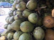 Tiêu dùng - Hà Nội: Dừa xiêm bán “giá rẻ như cho”, người bán tiết lộ nguyên nhân