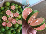 Tiêu dùng - Chanh đào rớt giá có nơi chỉ 5 ngàn/kg, chị em tranh thủ mua ngay làm chanh đào mật ong