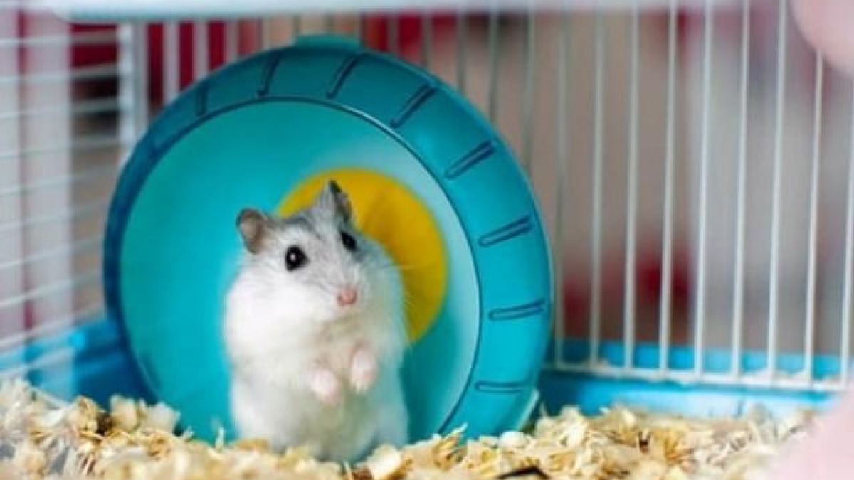 Chuột hamster – Wikipedia tiếng Việt