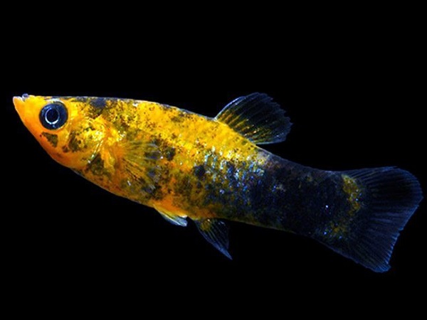 Cá Bình Tích Trân Châu có những loại nào và cách nuôi cá khỏe, đẹp - 10