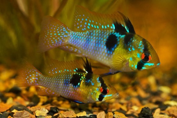 25 loài cá cảnh đẹp nhất thế giới đủ làm sống động cho bể cá của bạn - 3