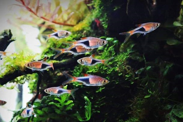 25 loài cá cảnh đẹp nhất thế giới đủ làm sống động cho bể cá của bạn - 17
