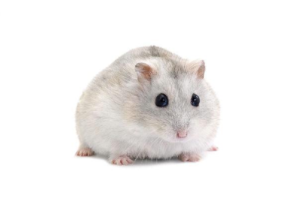 Chuột Hamster - Cách nuôi, chăm sóc và một số sự thật thú vị - 5