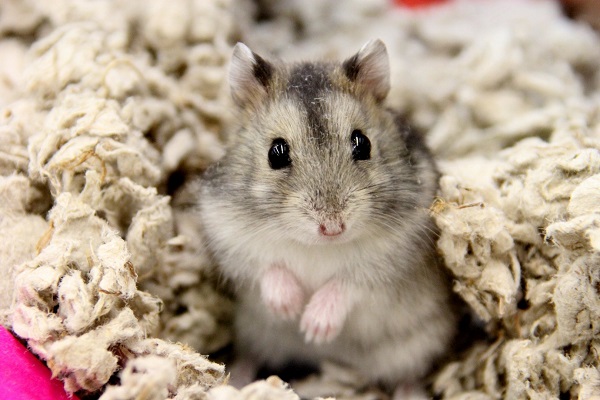 Chuột Hamster - Cách nuôi, chăm sóc và một số sự thật thú vị - 6