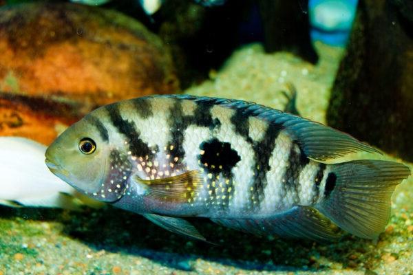 25 loài cá cảnh đẹp nhất thế giới đủ làm sống động cho bể cá của bạn - 8
