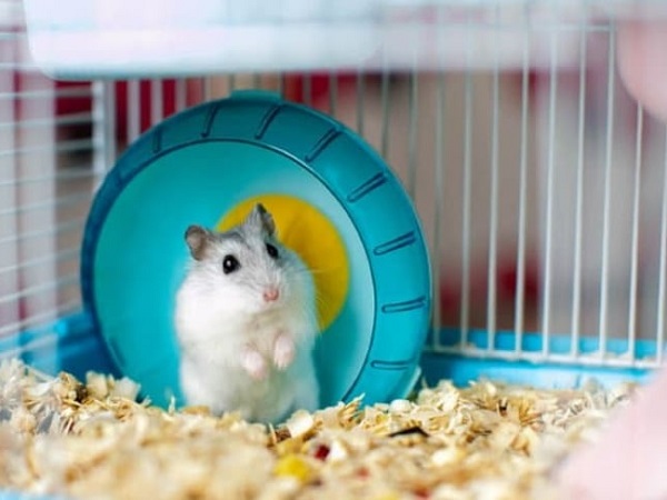 Chuột Hamster - Cách nuôi, chăm sóc và một số sự thật thú vị - 8