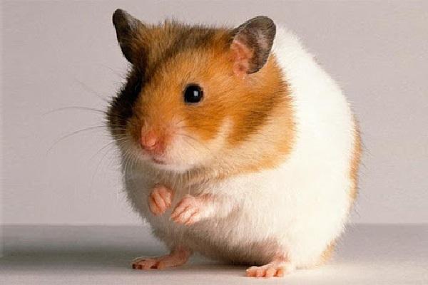 Chuột Hamster - Cách nuôi, chăm sóc và một số sự thật thú vị - 4