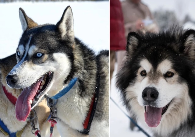 Phần đầu của Husky (trái) và Alaska (phải)