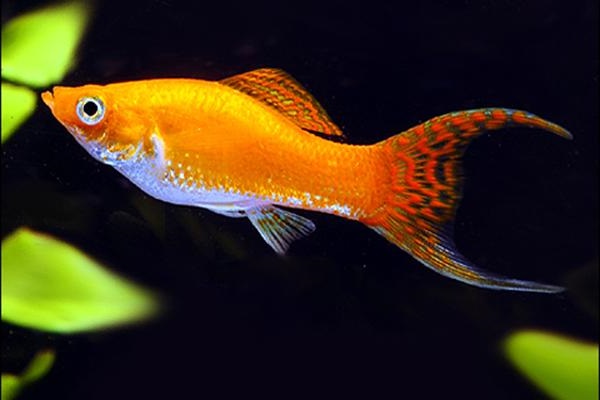 Cá Bình Tích Trân Châu có những loại nào và cách nuôi cá khỏe, đẹp - 8