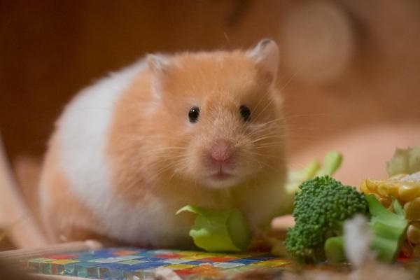 Chuột Hamster - Cách nuôi, chăm sóc và một số sự thật thú vị - 7