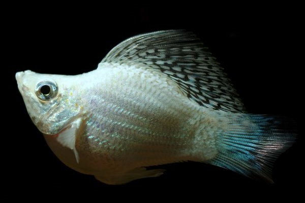 Cá Bình Tích Trân Châu có những loại nào và cách nuôi cá khỏe, đẹp - 5