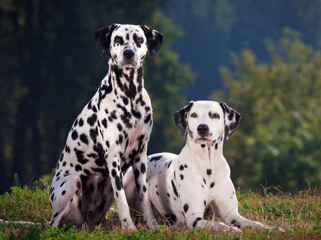 Chó đốm: Những bệnh thường gặp khi nuôi và các phòng tránh