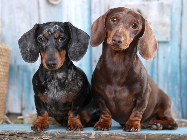 Chó xúc xích Dachshund: 17 điều cần biết về giống chó này