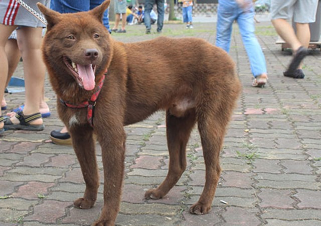 Hình ảnh chú chó Mông Cộc đuôi xù đỏ