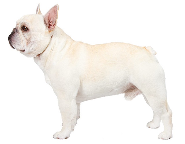 Hình dáng Bull Pháp