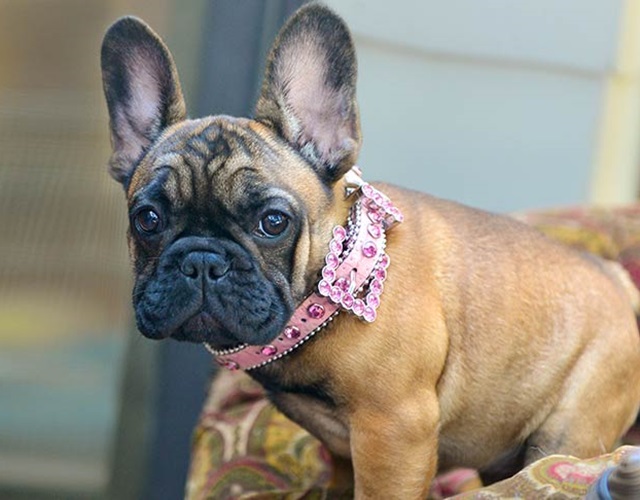 Tai “dơi” là đặc điểm dễ nhận biết Bull Pháp