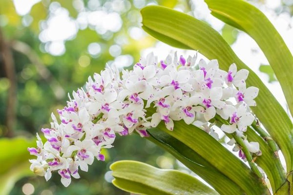 Hoa lan / thực vật