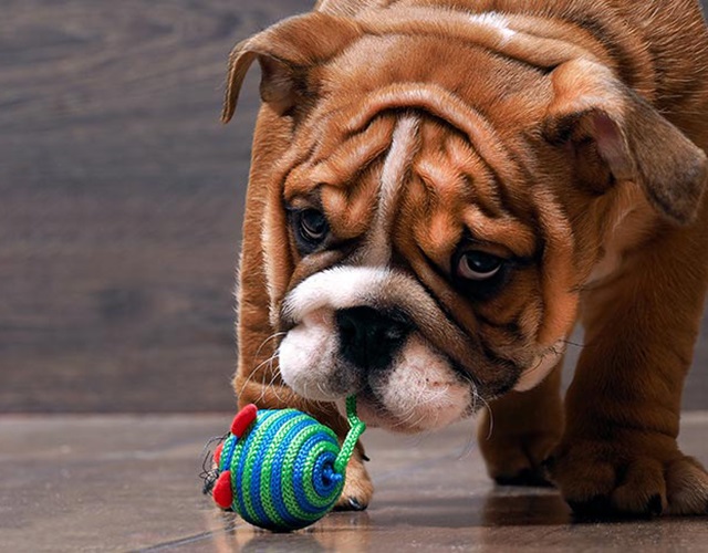 Bull Anh biểu lộ cảm xúc khi chơi đồ chơi