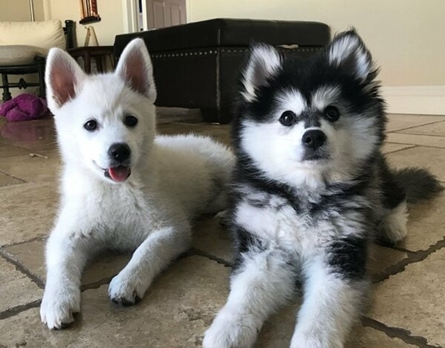 Phú Quốc lai Husky màu trắng bên trái
