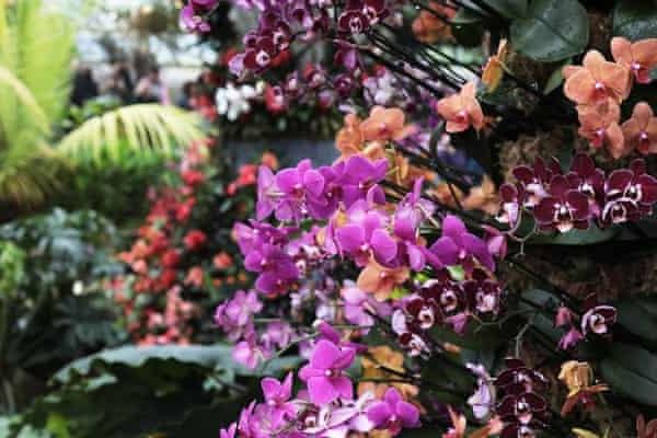 Hoa Lan Rừng: 15 Sự thật thú vị về các loại lan rừng - 1