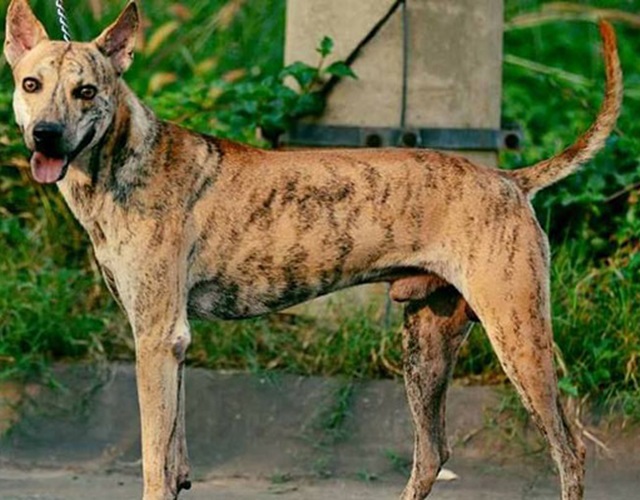 Chó Phú Quốc có những màu nào, cách nhận biết và giá bán - 1