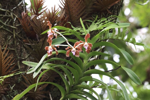 Hoa Lan Rừng: 15 Sự thật thú vị về các loại lan rừng - 2