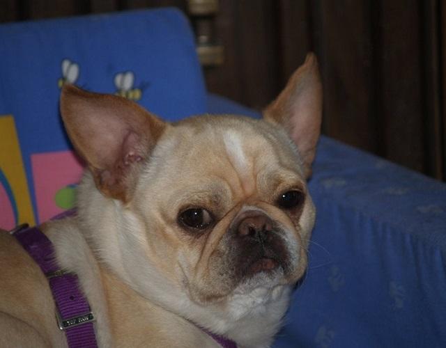 Bulldog lai Chihuahua