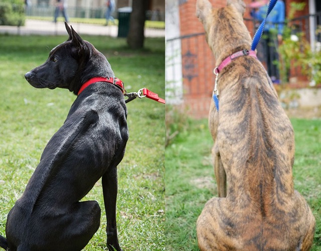 The distinctive reverse-growing hair ridge on the back of the Phu Quoc ridgeback dog