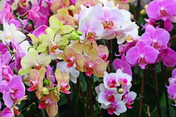 Hoa Lan Rừng: 15 Sự thật thú vị về các loại lan rừng - 6