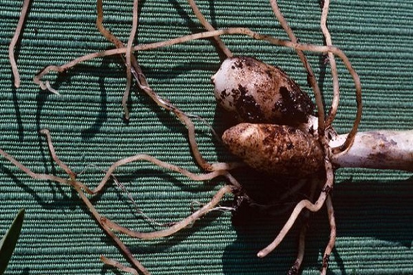 Hoa Lan Rừng: 15 Sự thật thú vị về các loại lan rừng - 5