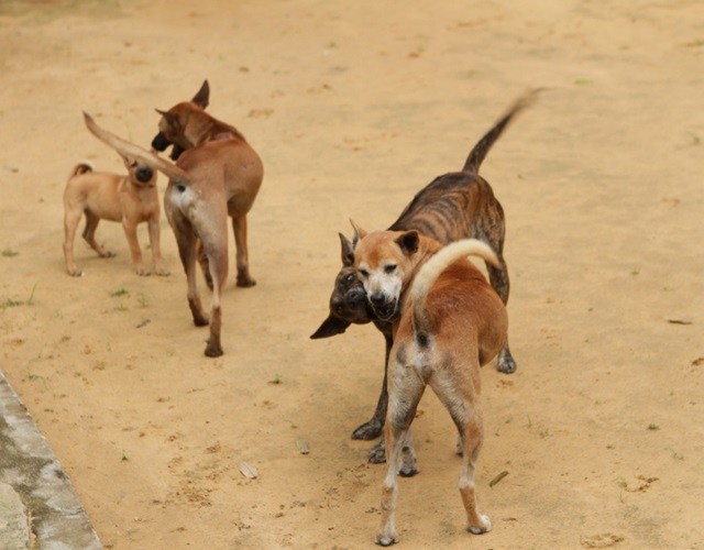 What colors does Phu Quoc dog have, how to identify and price - 4